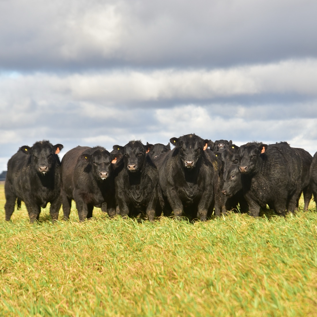 Lote 12 — Toros