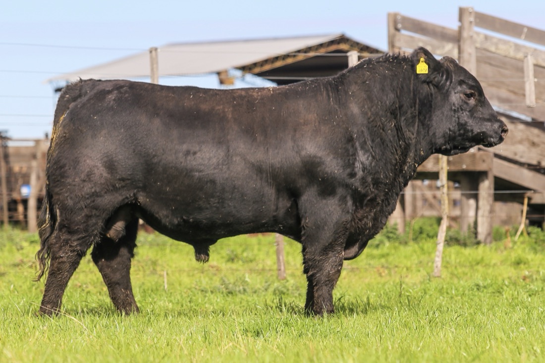 Toro Angus, foto de catálogo real de una cabaña