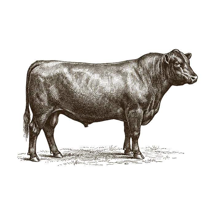 Grabado antiguo de un toro Angus